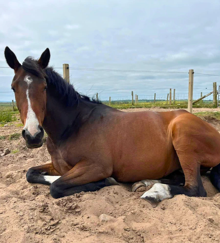 Calm and Safe in the Stable.