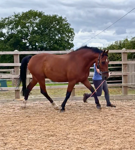 Comfortable Under Saddle Post-Surgery.